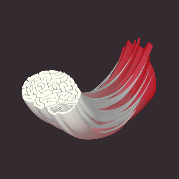The Underdog’s Secret Weapon: Visualization as a Neural Rewiring Tool